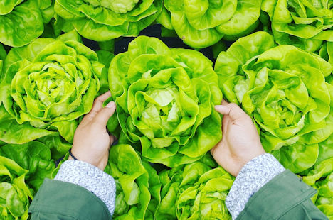 Weltweite Salatproduktion seit zwei Jahren rückläufig China der